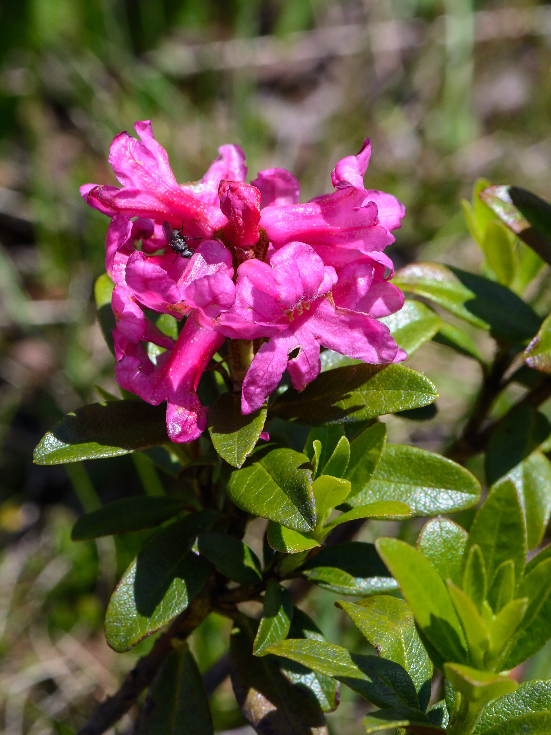 Botanik – alpine Pflanzenwelt