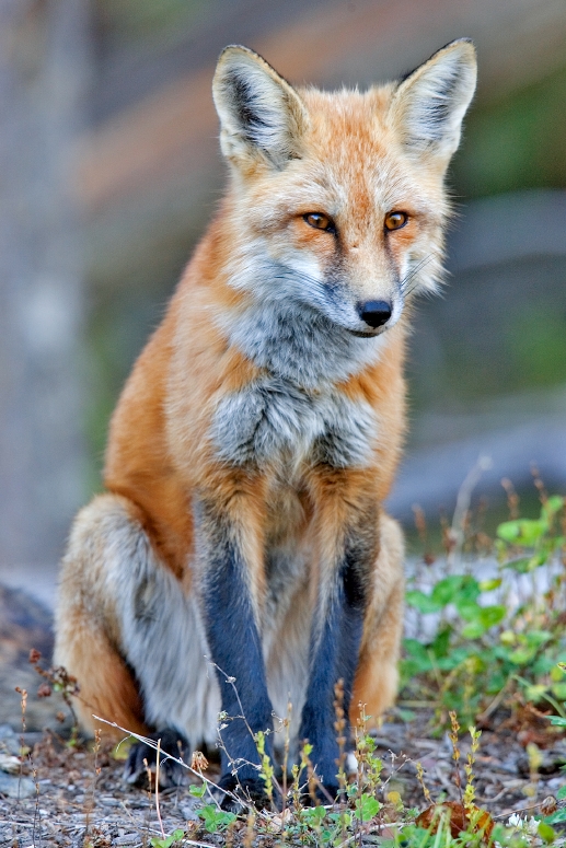 Fuchs in den Bayerischen Voralpen