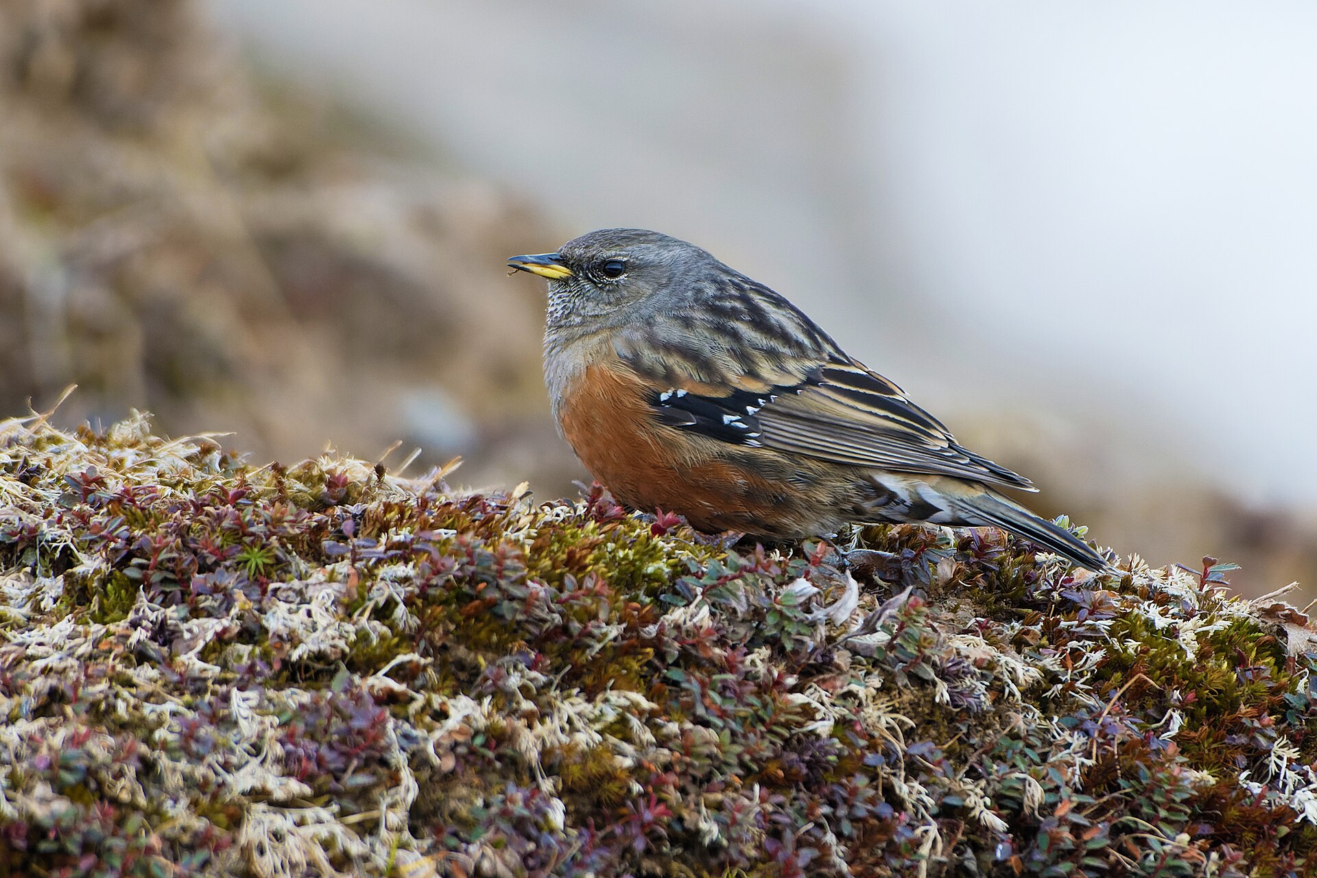 Alpenvogel im Mangfallgebirge