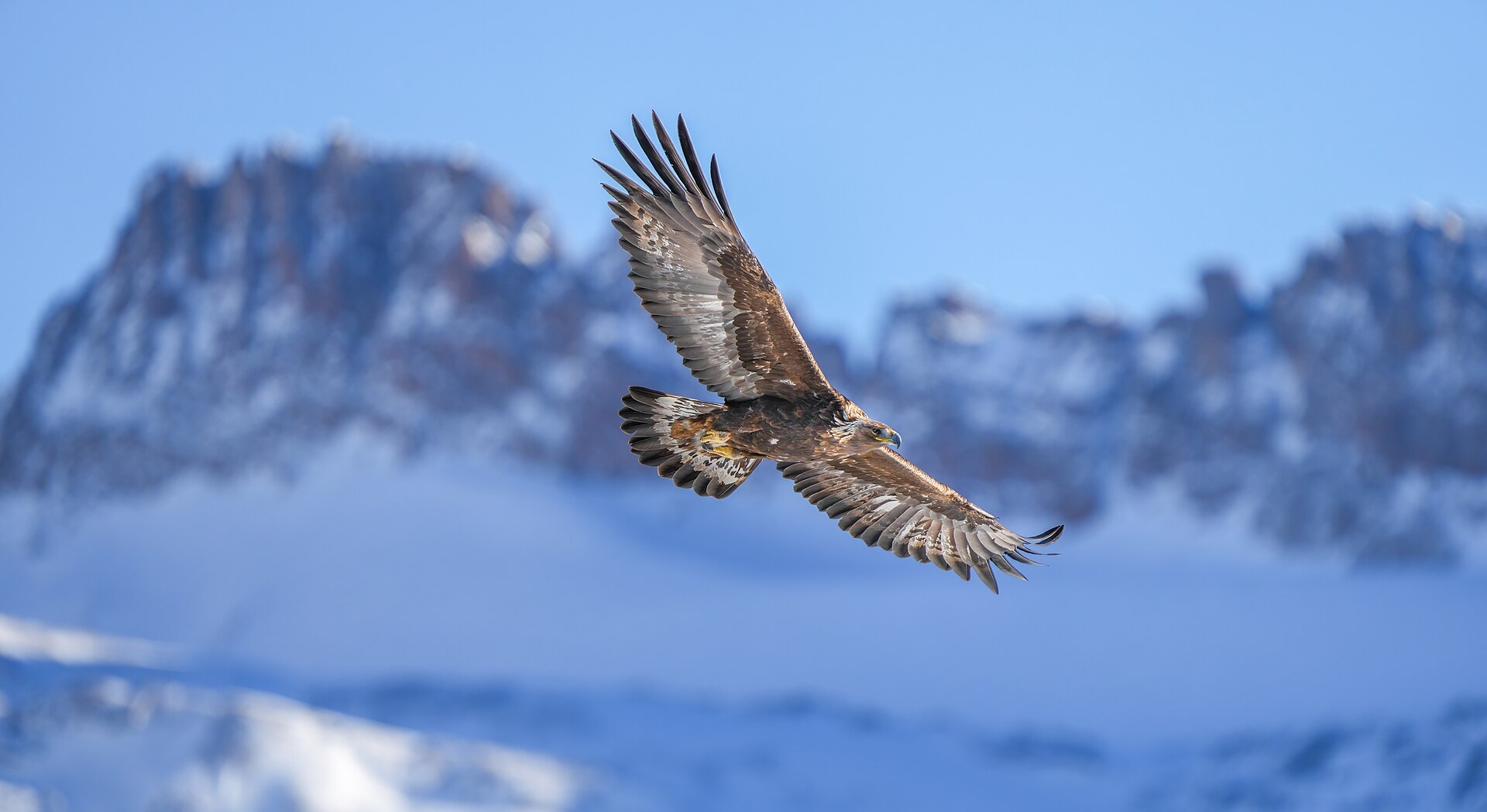 Steinadler über den Voralpen